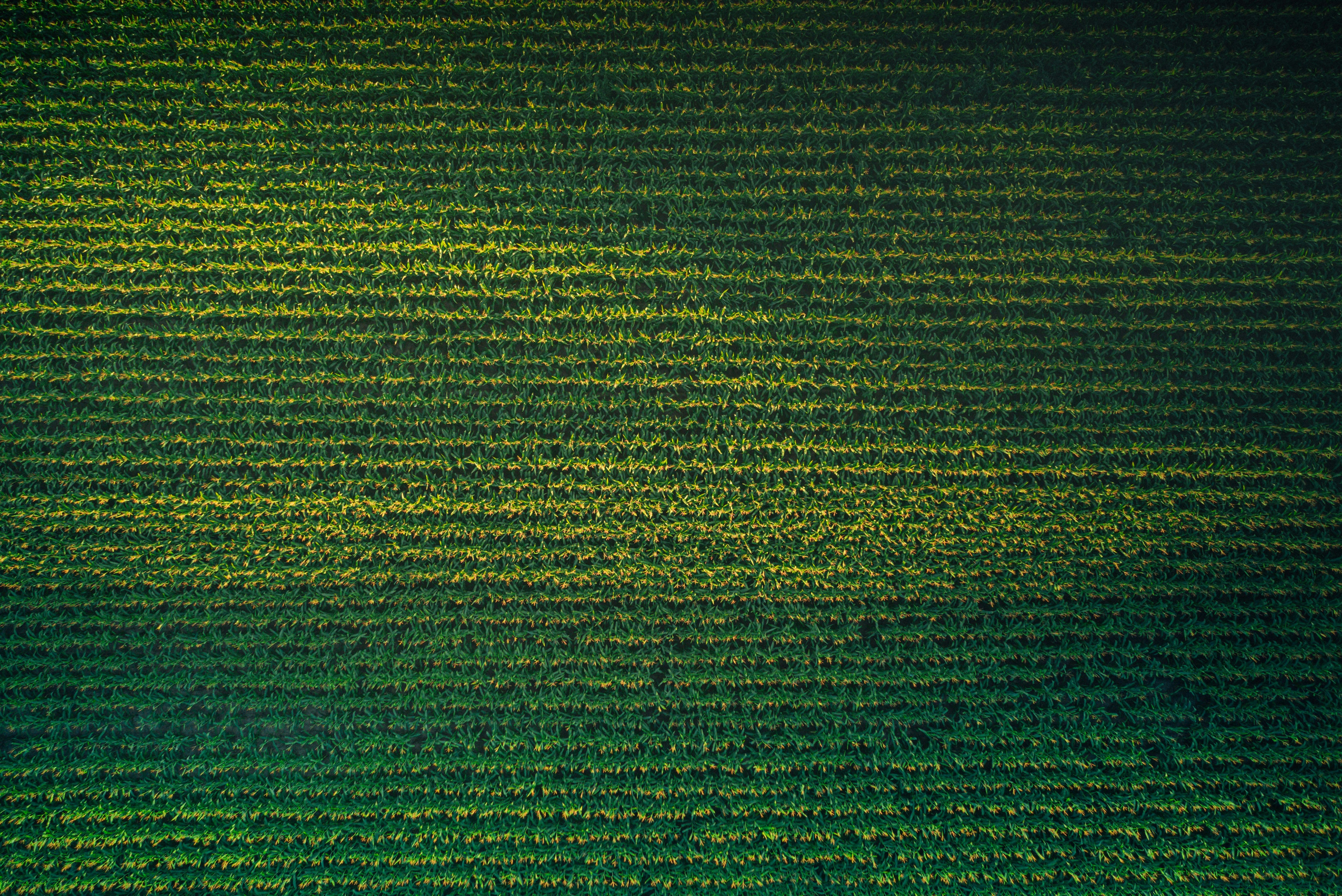 Commercial UAV Expo 2024: 5 Key Questions regarding the Use of Drones in Agriculture